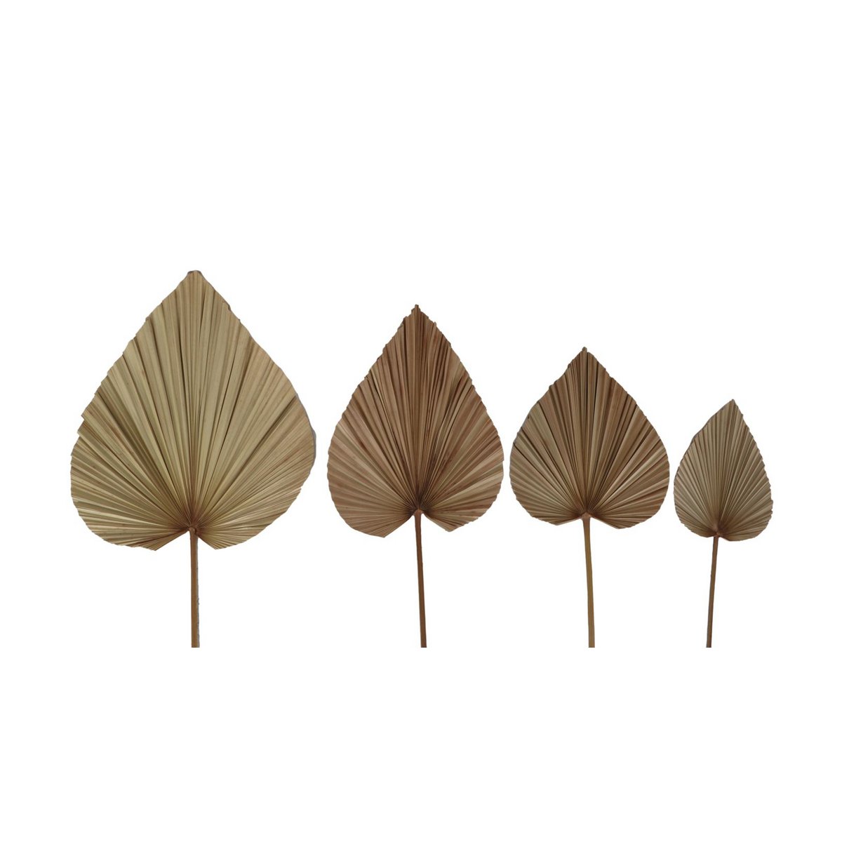 Decoratieve Palmblad Set van 4 Naturel Palmblad